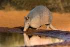 Nine-banded Armadillo-Dasypus novemcinctus-drinking Art Print